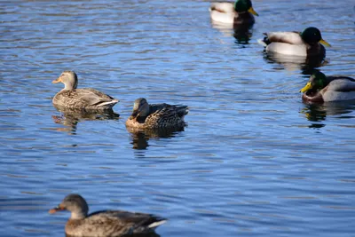 DSC_1156 (Large).JPG